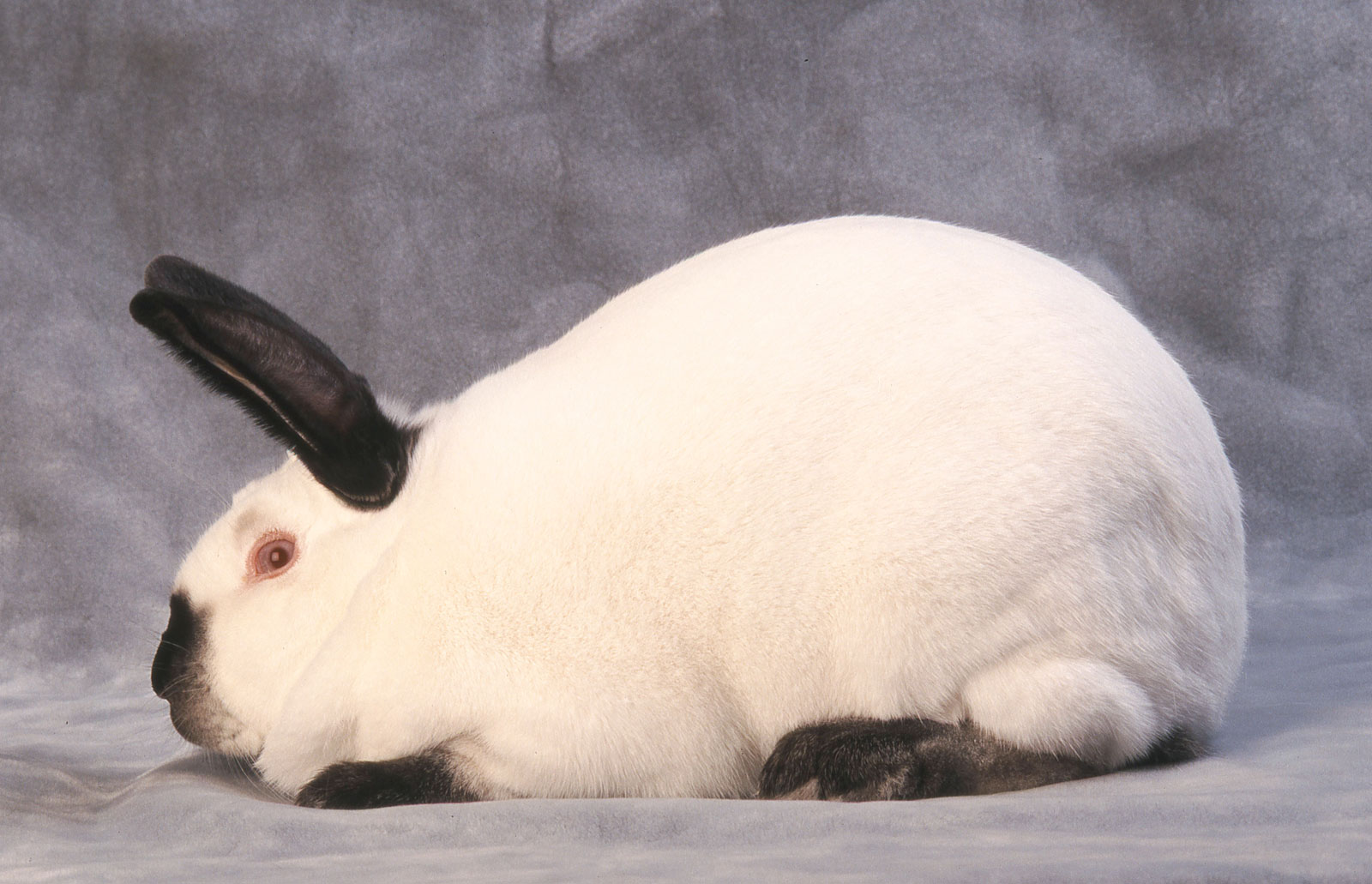 Изменение окраски шерсти кролика. Кролик породы горностаевый (калифорнийский). Порода кроликов калифорниец. Калифорнийский кролик карликовый. Калифорнийский белый кролик.