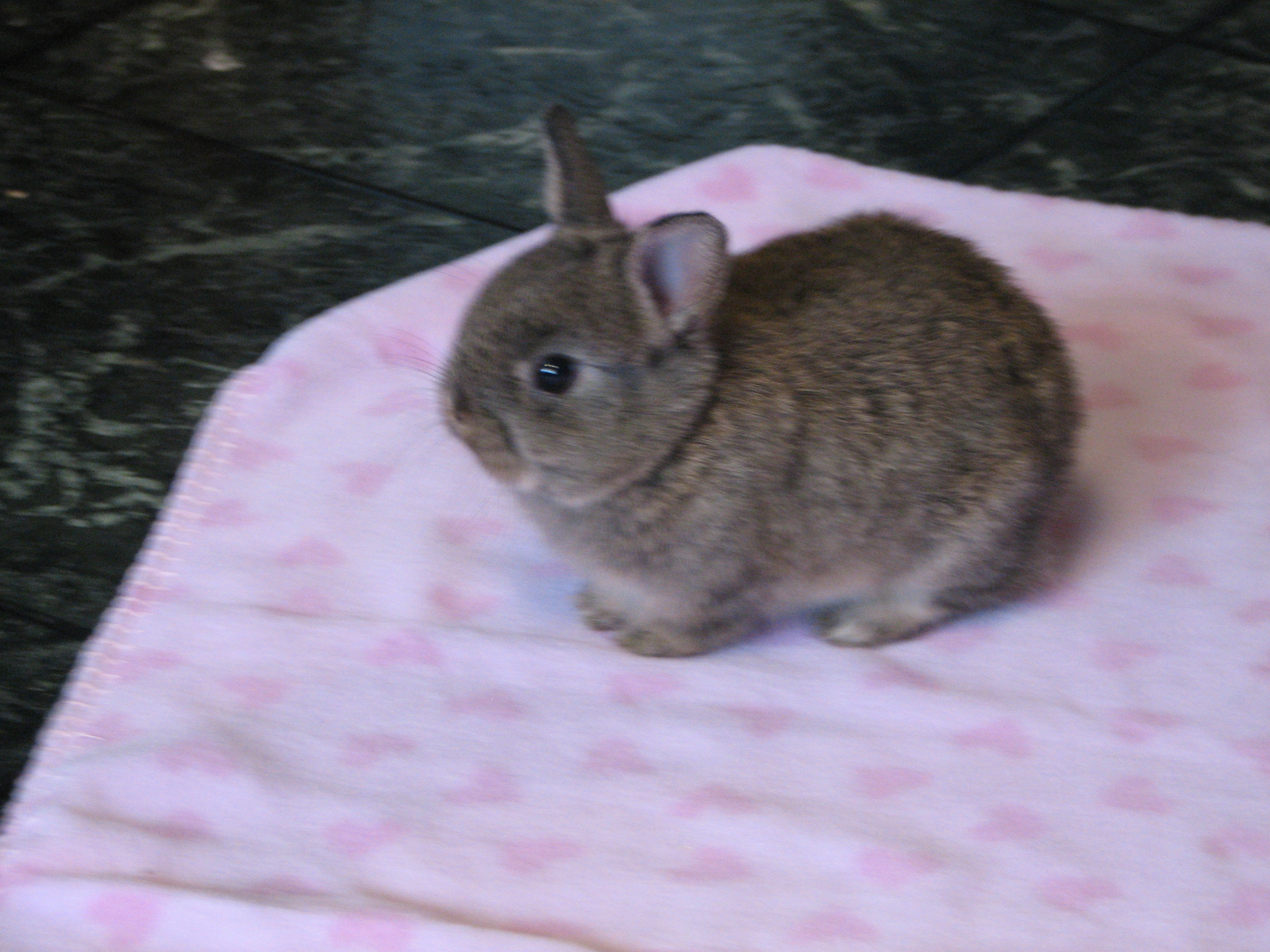 Netherland Dwarf Rabbits | Rabbits for 